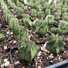 Image result for Euphorbia pfeilii