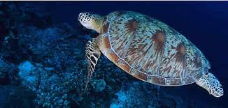 green turtle wwf