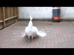Tavus Kusu Kurani Kerim Youtube
