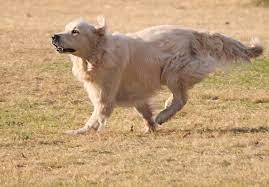 I recently got a black lab puppy from a someone on craigslist because i'm a cold heartless monster. Dog Golden Retriever Run Long Hair Labrador Fun Outdoor Joy Pet Park Animal Pikist