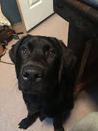 Black And Tan Labrador Puppy Labrador Labrador Retriever Labrador Puppy Labrador Puppies Labrador Cute Lab Labradorpuppylove Dog Training T Labrador Retriever Labrador Puppy Labrador