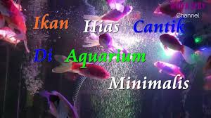 Ikan Hias Cantik Di Aquarium Minimalis Di 2020 Perhiasan Cantik Hiasan Aquarium
