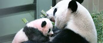 My free fire uid 595532381. Naming The Pandas Nippon Com