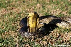 Dangerous Snakes Forest Cobra Pictures Snake African Wildlife Cobra