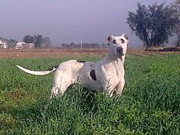 Bully Kutta Wikipedia
