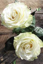Amazing Flowers My Garden White Roses Rose Amazing Flowers