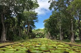 Océan indien voyage ile maurice visiter ile maurice. Ile Maurice Le Jardin De Pamplemousses Merci Pour Le Chocolat