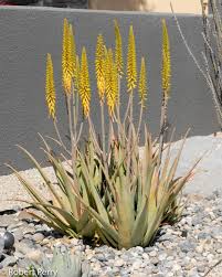 Image result for Aloe veseyi