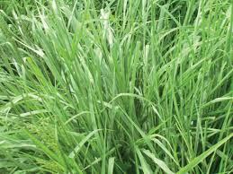 Image result for Urochloa dictyoneura