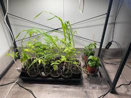 Has anyone tried those expandable coco bricks in garden beds. I was  thinking of trying some as a raised bed filler.... How about "chip drop"?