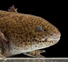 axolotl national geographic