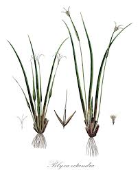 Image result for Hydrocharitaceae