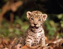 Today significant numbers of jaguars are found only in remote regions of south and. Selva Lacandona Hogar De 119 Jaguares Cute Baby Animals Cute Animals Jaguar Animal
