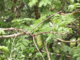 Image result for Acacia burkei