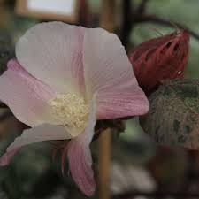 Image result for Gossypium