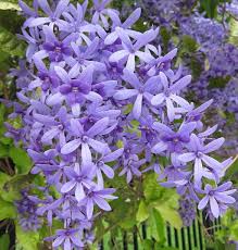 Inilah 5 jenis tanaman hias dan bunga berwarna ungu yang eksotis dan bisa jadi pilihan untuk menghias rumahmu agar merasa lebih nyaman. Daftar Nama Bunga Lengkap Beserta Gambar Dan Penjelasannya Bibitbunga Com