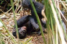 Select from premium baby bonobo of the highest quality. Bonobos Are First Great Apes Known To Adopt Young Beyond Their Group Science News