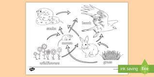 They're great for all ages. Science Homework Food Web Coloring Page Teacher Made