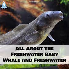 All About The Freshwater Baby Whale And Freshwater Dolphin In 2020 Freshwater Dolphin Baby Whale Baby Dolphins