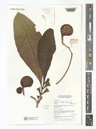 Image result for Voacanga bracteata