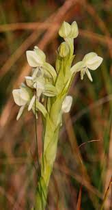 Image result for Habenaria epipactidea