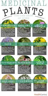 Medicinal Plants You Can Grow At Home Infographic Diet Exercise Medicinal Plants Healing Plants Medicinal Herbs