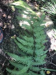 Image result for Pteris friesii