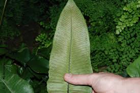 Image result for Diplazium humbertii