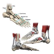 The muscles covered in this article serve various. Feet Friend Or Foe Pilates In Dulwich