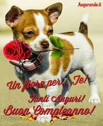 Tanti Auguri Buon Compleanno Buon Compleanno Cane Auguri Di Compleanno Divertenti