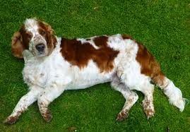 「"leave a reply"+"name"+"31"+"+"+"=" springer spaniel」的圖片搜尋結果