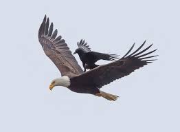 Riding On The Back Of An Eagle This Crow Was Captured Having Some Great Fun Moments Bald Eagle Crow Bald Eagle Photo