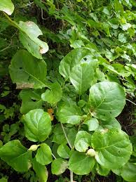 Image result for Grevea