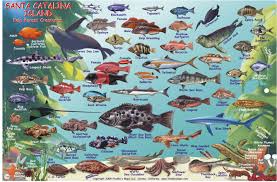 Santa Catalina Island Fish Card Frankos Fabulous Maps Of