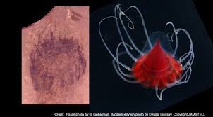 Oldest Known Jellyfish Fossils Found Jellyfish Images Types Of Jellyfish Jellyfish