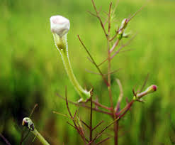 Image result for Cycnium recurvum