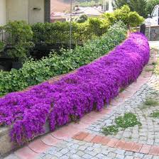 En kolayı bir seraya gidip. Buz Cicegi Aptenia Cordifolia