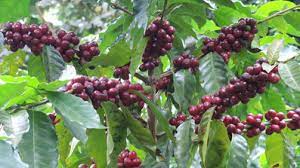 Division of electronics and telecommunications engineering. Luis Duarte Finca S Finest