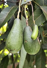 Here's how we're looking right about now. Avocado Production In Mexico Wikipedia