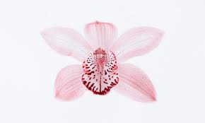 (5115), modbury (5092), modbury hospital (5092), munno para (5115), northern region cremetori(5118), northfield (5085), oakden (5086), one tree hill (5114), para. What S On Music Orchids And Silo Art Salife