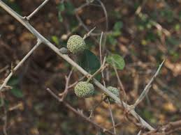 Image result for Maclura africana