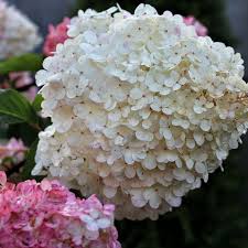 Check spelling or type a new query. Rispenhortensie Limelight Rispenhortensie Gruner Garten Shop