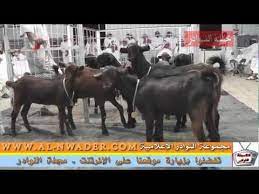 اغنام شامية نوادر ملتقى الماعز الشامي بالرياض الجزء الأول youtube animals cow