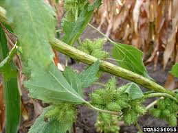Image result for Xanthium