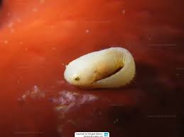 Image result for Liparis mulindana