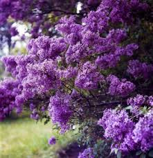 Buy Flowering Shrubs At Tn Tree Farm Nursery Flowering Shrubs Dwarf Flowering Shrubs Shrubs