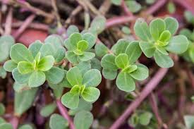 Some grow closely together or in the same habitat range. Purslane The Omega 3 You Can Grow For Free With Recipe The Grow Network