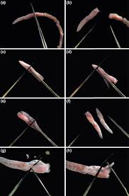 Image result for Gilgiochloa