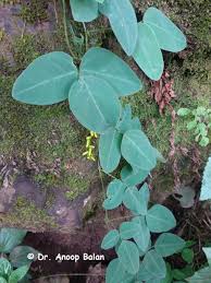 Image result for Dumasia