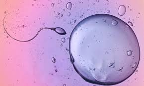 Der Eisprung Alles Was Sie Daruber Wissen Sollten